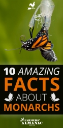 Monarch-Facts-Pin